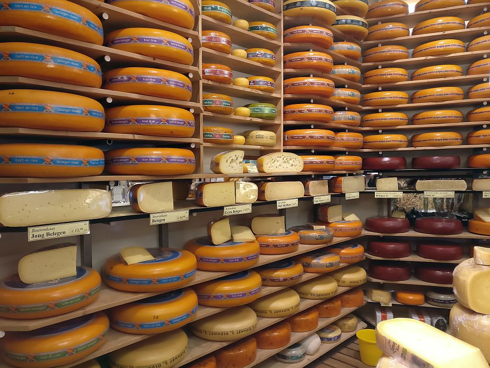 Shelves line two walls much like bookshelves but closer together. The shelves are filled with wheels of cheese, mostly orange, mostly the large ones of Gouda, though some are smaller as well. some are cut open, with the exposed cheese covered in plastic wrap.