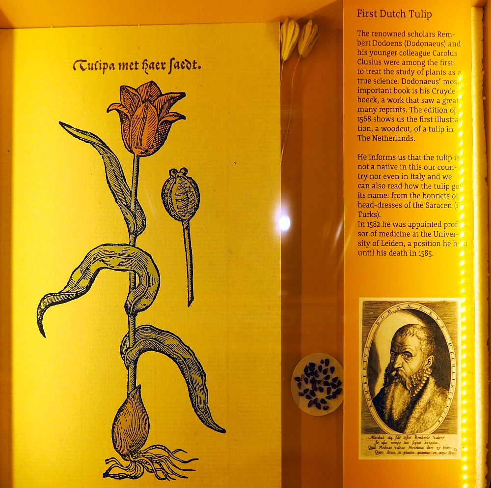 On the left, a woodcut of a red tulip, labeled as "tulipa met haer faedt." Next to it, an explanatory text telling about how two scholars first studied plants in a scientific way and how this woodcut comes from a work Rembert Dodoens wrote. He included the tulips origin and explains its name as coming from a Turks word for bonnets or headdresses. Below that is a small portrait of Dodoens.