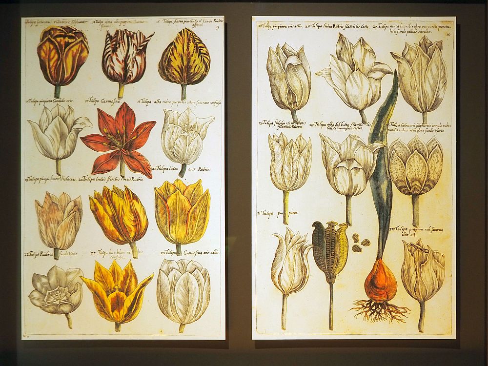 Two pages of the catalogue from the Amsterdam Tulip Museum. The left-hand one shows 12 different tulips, mostly white or yellow but with one red one. On the right are nine tulips, all white, and a drawing of a tulip bulb with the roots showing and green leaves growing from it.