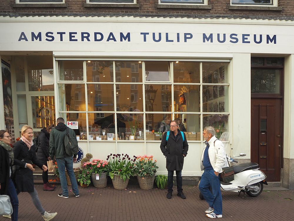 The Amsterdam Tulip Museum is in a storefront with a big multi-pane shop window. People pass by on the street in front. Big pots of tulips under the shop window.