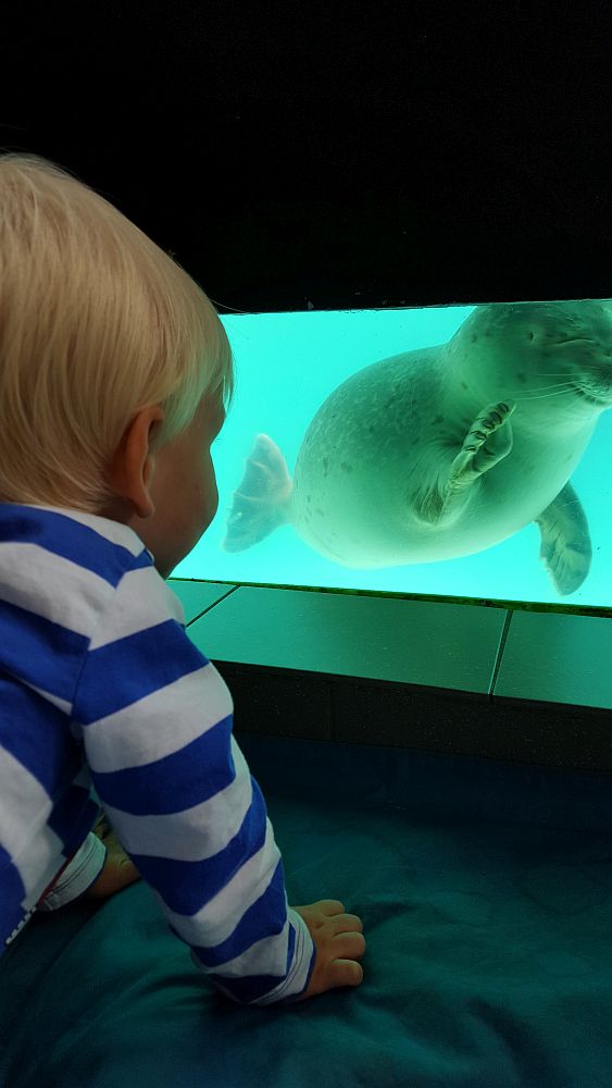 A small blond boy, with his back to the camera, looks into a seal tank, where a seal appears to smile and wave its flipper.