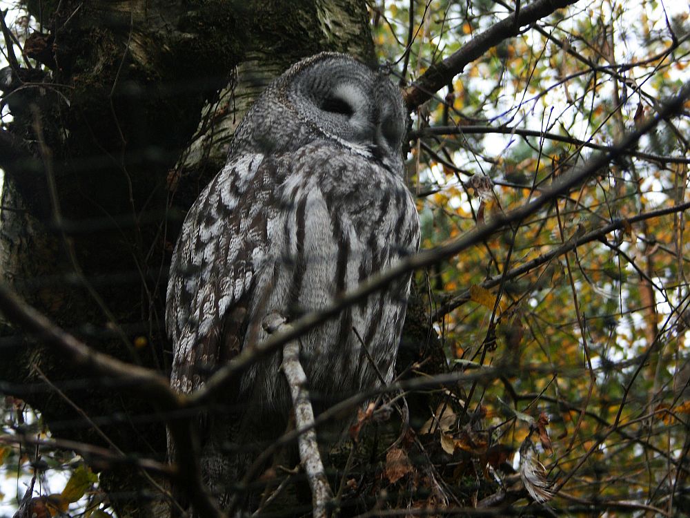 An owl sits inside a mesh cage on a branch of a tree. The owl is various shades of gray, 