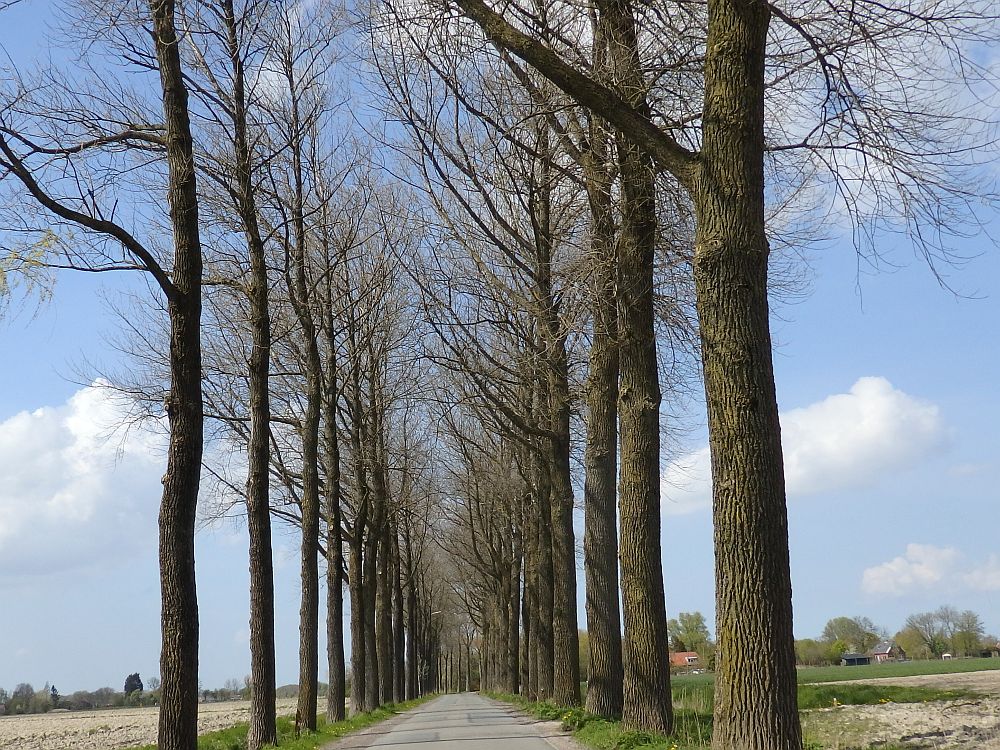 a road going straight ahead into the distance, a row of trees without leaves lining either side.