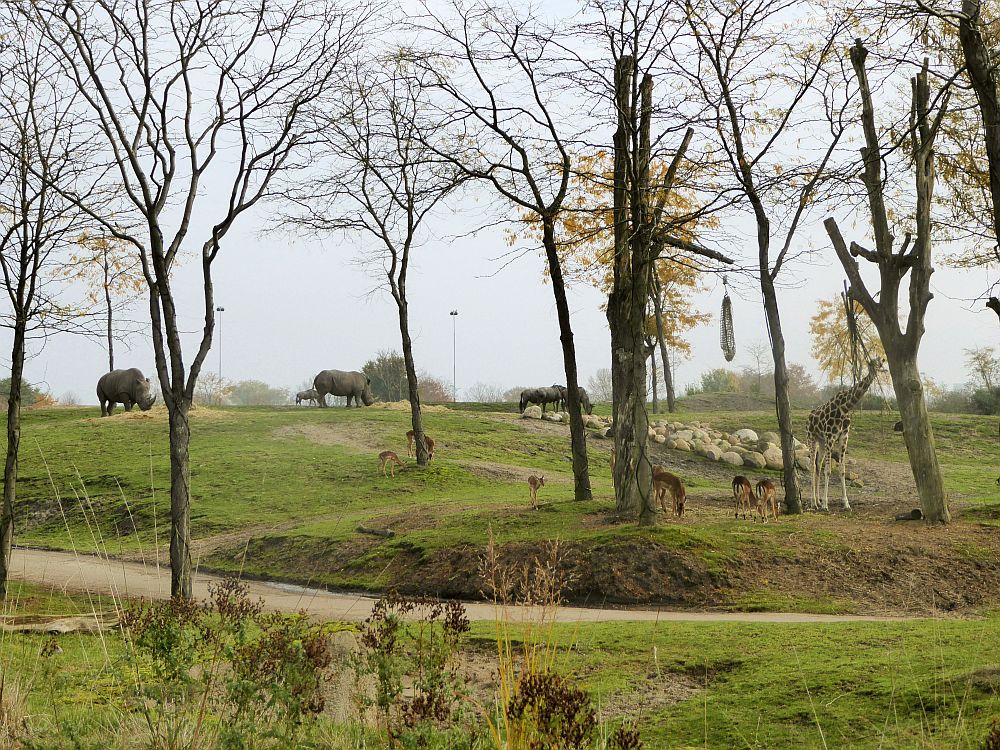 A grassy landscape with a bit of a rise in the background and dotted with trees. Rhinos, some sort of antelopes and a giraffe are visible, grazing.