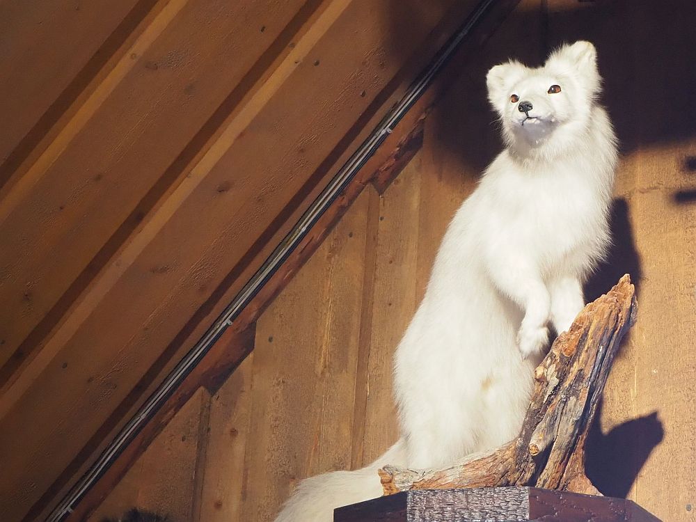 A stuffed Artic fox, standing on its hind legs.