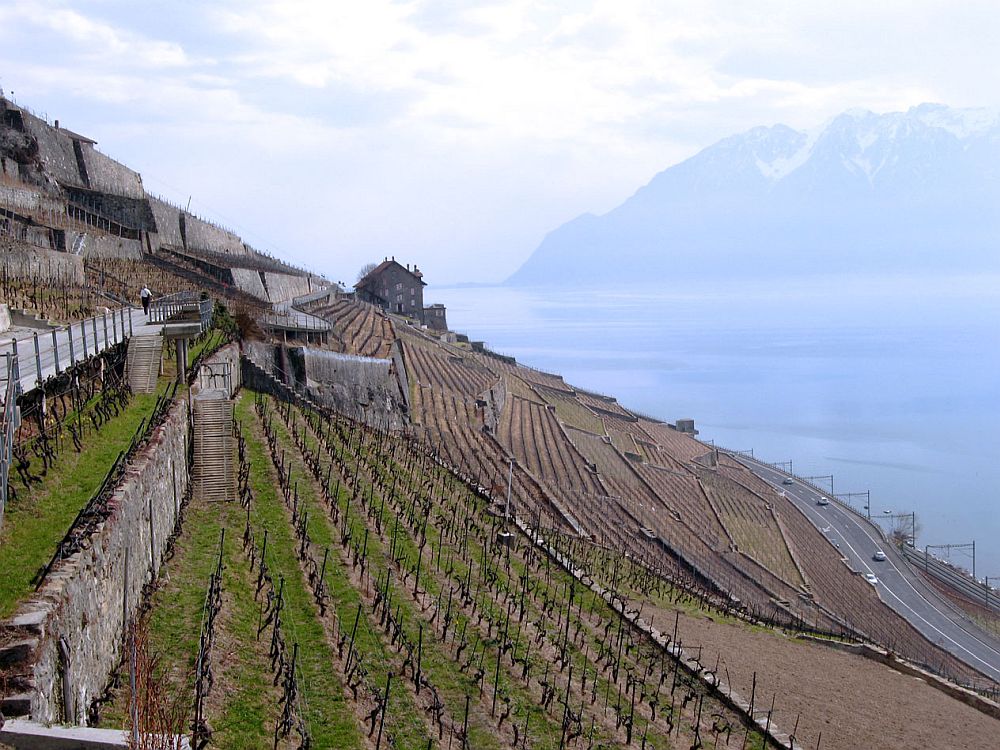 A vineyard on the left: neat rows of cut grapevines on a steep slope. Below, on the right: a lake, with dim mountains in the distance.