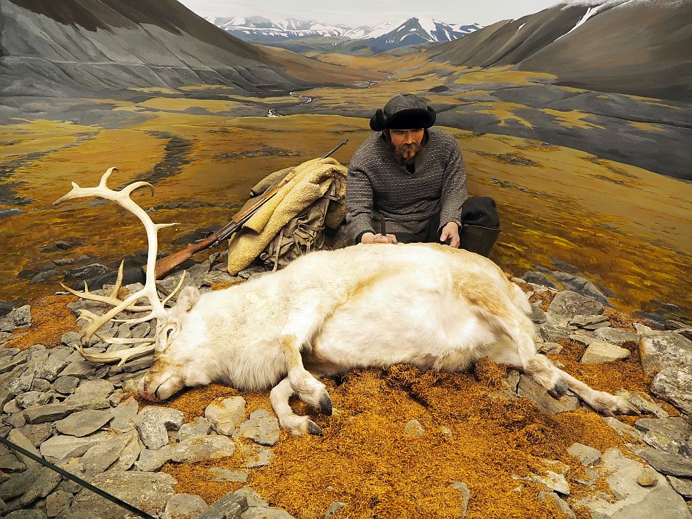 A white reindeer with large antlers lies dead on its side, its belly facing the camera. A man squats behind it, gripping a knife in the reindeer's back. He wears a grey coat and a fur-lined hat. Beside him is a pile of his things: a backpack, a jacket and a rifle. On the wall behind them a painting makes it seem like they are in the middle of a beautiful valley with mountains on either side and snow-covered mountains in the distance behind. The ground is covered with orangish moss. 