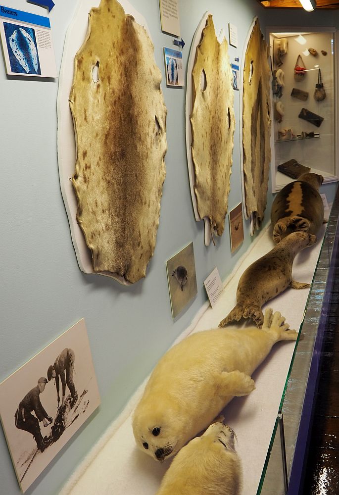 Looking along a wall: hanging on the wall are several flattened seal skins and explanatory signs. On a wide shelf along the wall, below the skins, are a row of stuffed (taxidermy) seals of different varieties, some white, some brown.