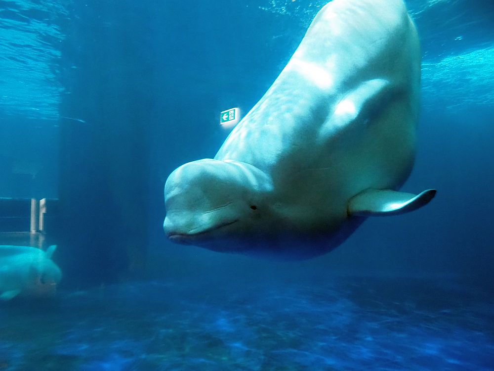 The front end of a beluga whale with its characteristic bump on its head. It is swimming downward through blue water toward the left side of the camera, and the back end of its body isn't visible. 