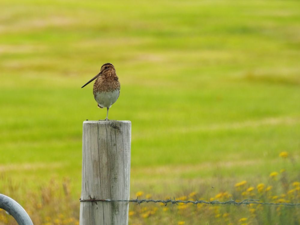 A bird stands on one leg on top of a fencepost. The bird has a very long thin beak, turned toward the left. Its belly is white and its upper body and head are brown.