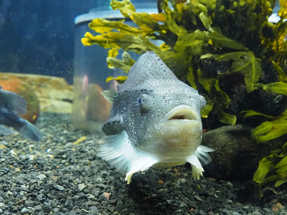 A lumpy-looking grey fish faces the camera: gray with darker gray spots, next to a clump of seaweed.