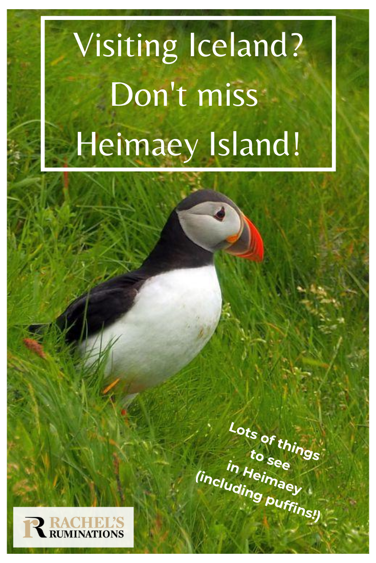 Things to do in Heimaey island, off the southern coast of Iceland: a small place with dramatic scenery and a dramatic history to match. via @rachelsruminations