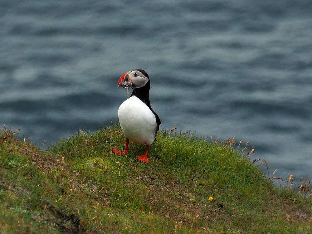 A puffin, body facing the camera but face looking to the left. It has a white chest and black back and bright red legs and feet. The feet are shaped like a duck's feet. The face is grey and the beak is curved, with black, yellow and red. It is holding some small grey fish in its beak.