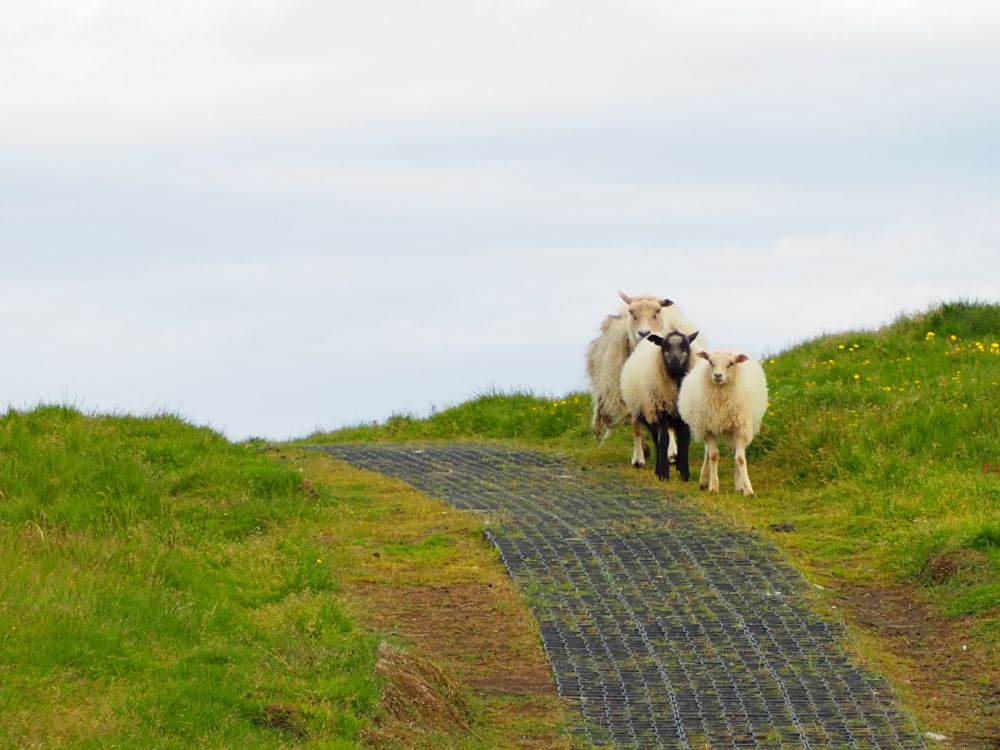 A neat path, paved in plastic tread, with green on either side, climbs over a rise and disappears. Next to it, standing next to the path, is a row of sheep, all facing and looking at the camera. The middle one has a black face and legs, the other two are all white. It looks like they've stepped aside to let us pass.