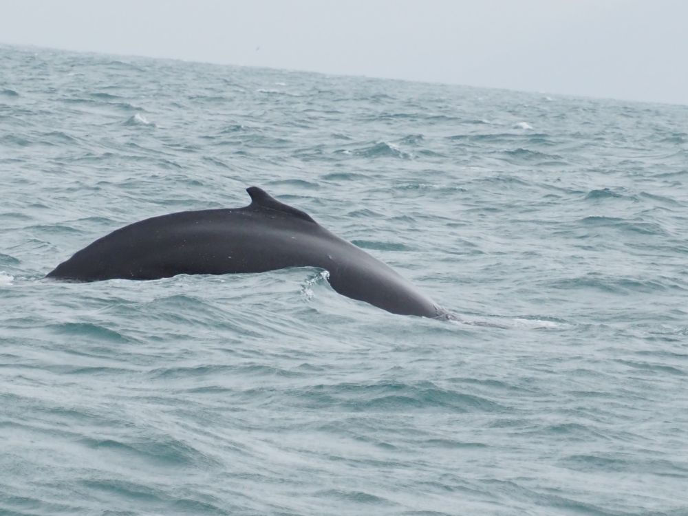 The back of the whale makes a slope out of the water, its dorsal tail on top. The whale is almost black, the water is gray, as is the sky.