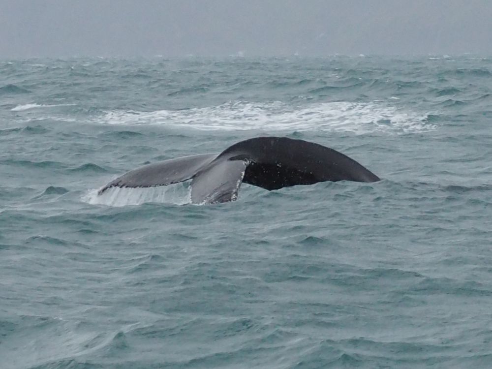 A whale's tail, as it goes back under the water. The tail fin is low to the water, preparing to flip it straight up.