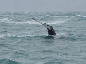 Husavik whale watching with North Sailing