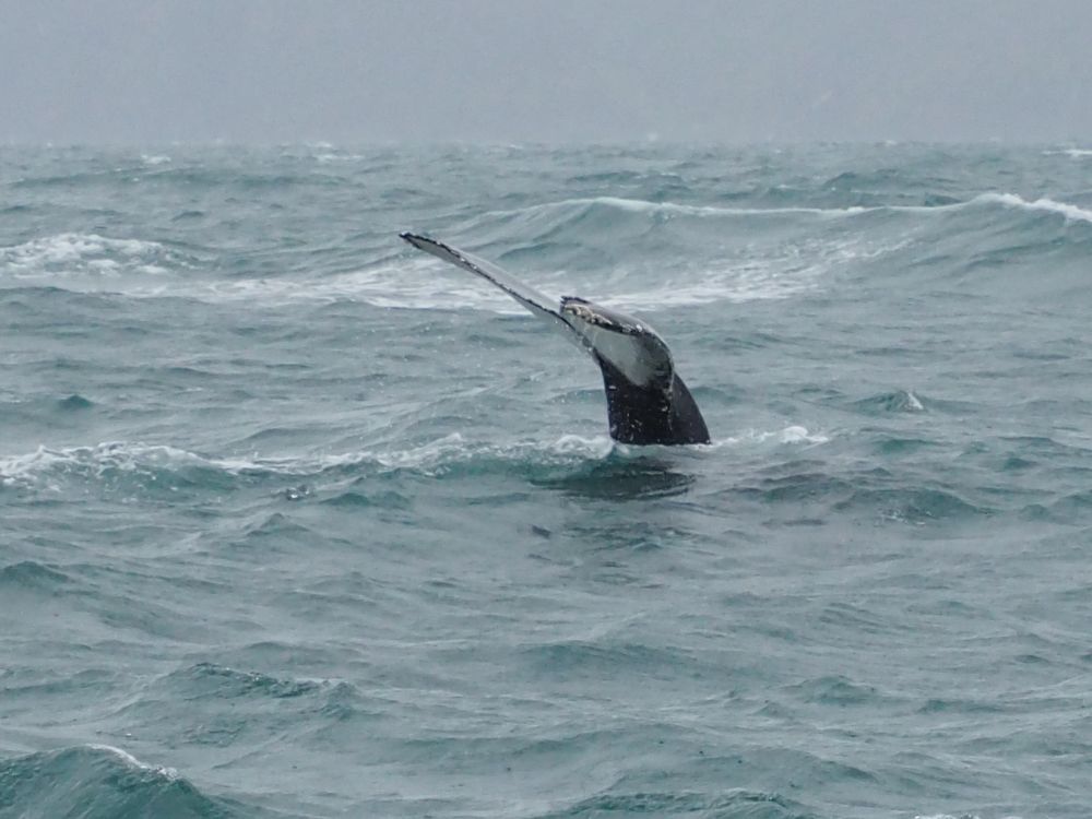 The whale's tail in this photo is almost vertical. It's black, but a bit of white is visible on the underside of the tail. The water is grey with lots of frothy white showing.