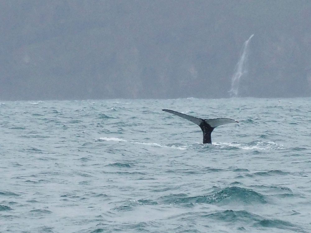 The whale's tail, this time seen from almost exactly behind it. The two sides of the tail are white on the underside. The water is grey, and the land visible dimly behind is also grey, with a narrow waterfall visible as well. 