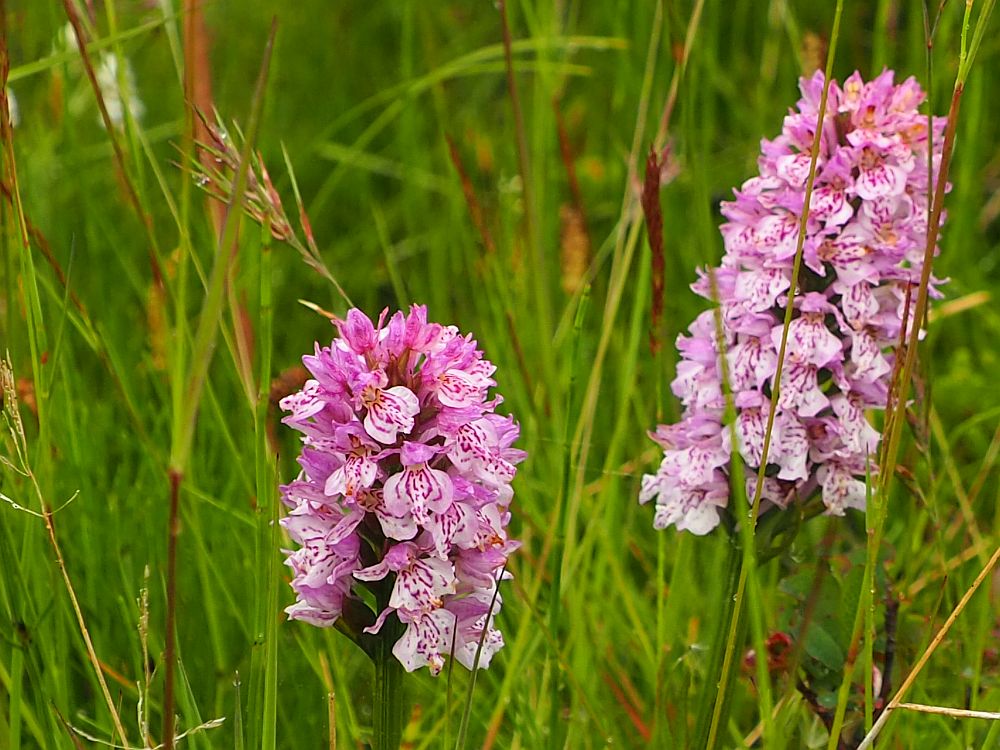 Two clumps of tiny orchids in shades of purple, surrounded by green grass.