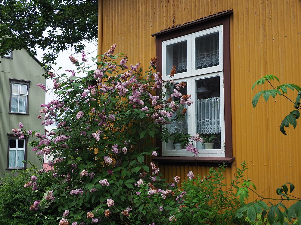 This photo is a close-up of one window in a mustard-yellow house. the window panes are edged in white and the frame around the window is brown. In front is a tall bush partly next to and partly in front of the wondow. It is covered with pink flowers.