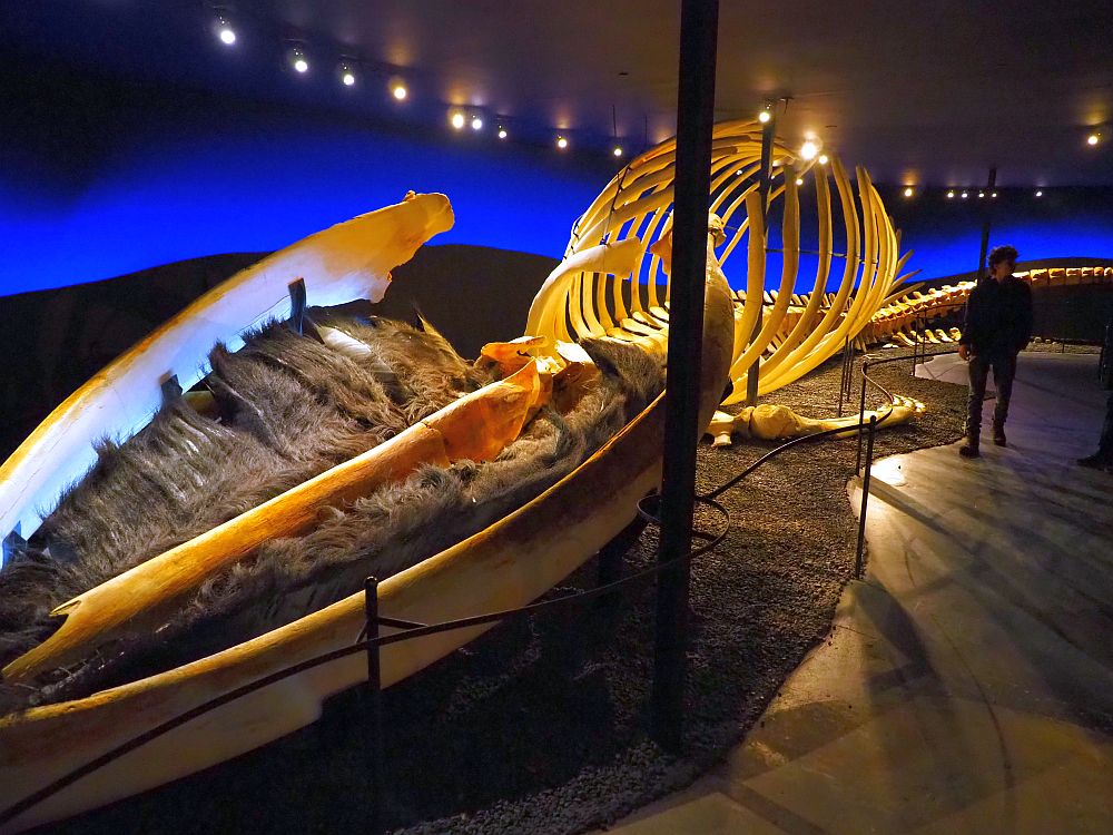 The skeleton fills the length of a long room. A person stands next to its middle and the ribs are almost twice as tall as he is. The jawbone at its near end is filled with baleen, which looks like brown hair.