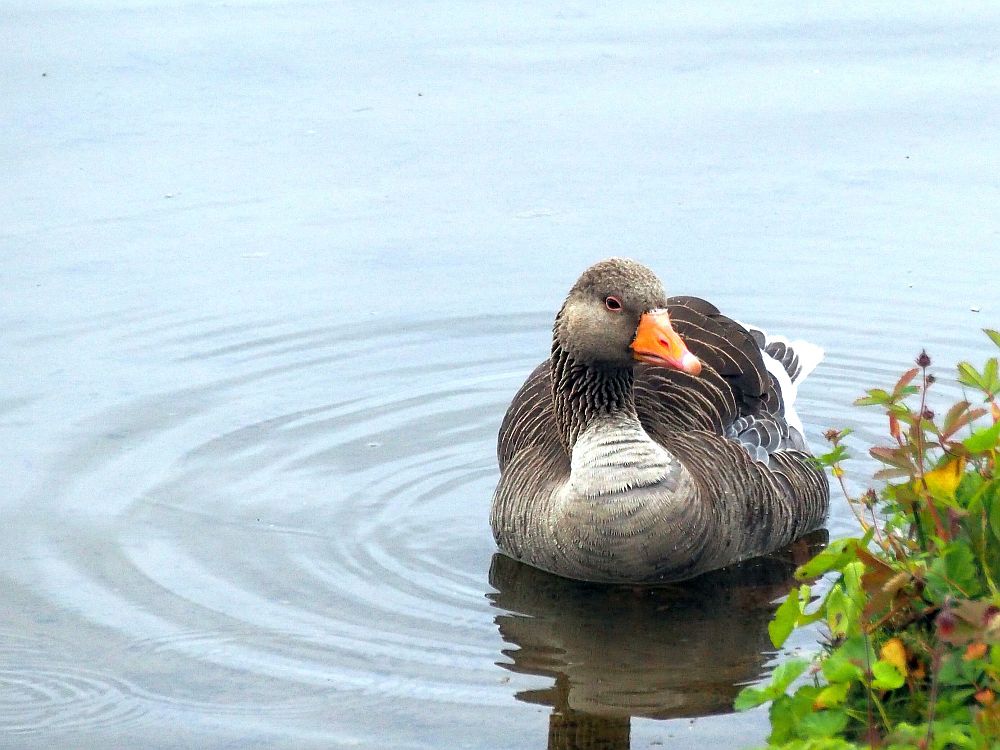 A goose sits on almost still water next to the lake's bank. Facing the camera, beak slightly to one side. Grayish-brown body, white around the base of his neck, orange beak.