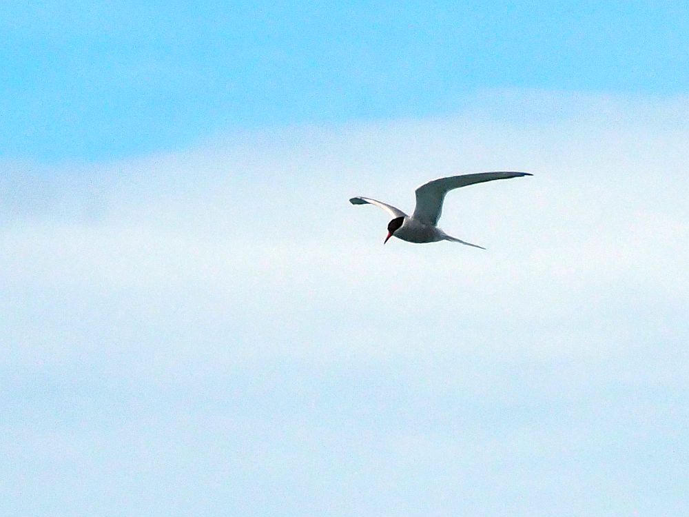 A tern, flying. It is whitish-gray, with a black head, a long pointy tail and a pointy orange beak.