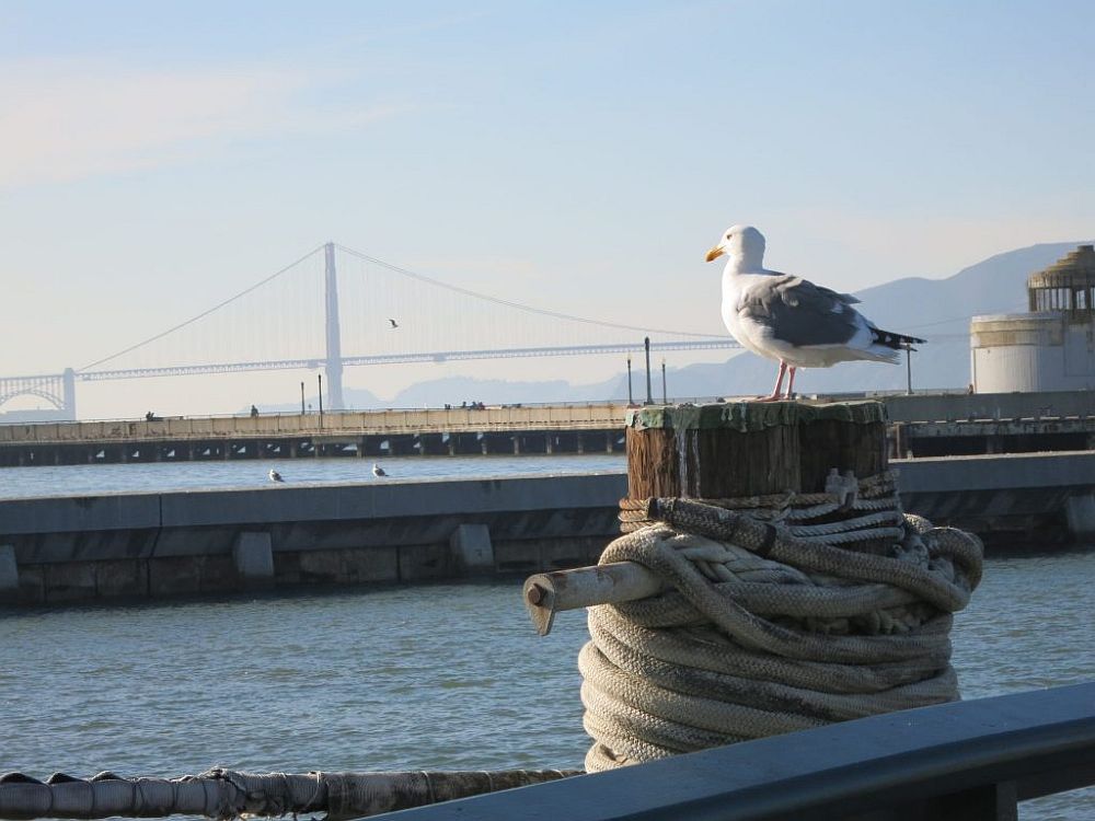 In the foreground, a seagull stands on a piling. In the background, the Golden Gate Bridge in the dim distance. Seen on my walk along the Embarcadero.