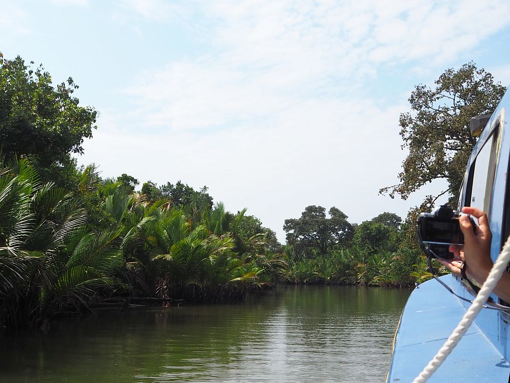 Looking out a window of the boat. A bit of the blue boat is visible at the right side of the photo, and two people extend hands out the window, both holding cameras. The view is dark water ahead, and the riverbank on the left crowded with mangroves and palms.