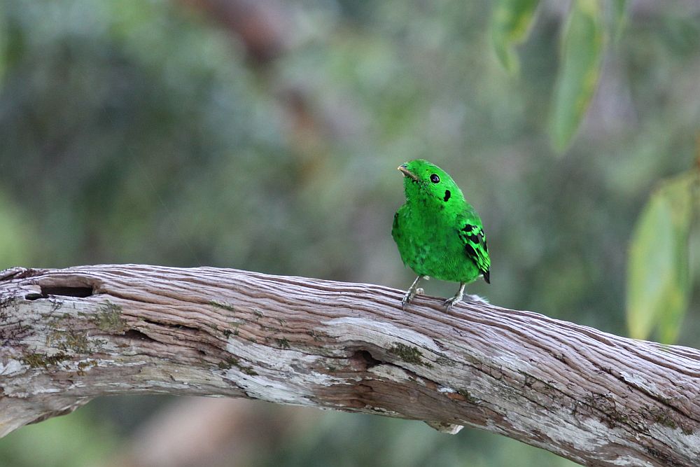 A small, brilliant green bird standing on a thick branch. Flecks of black on the neck and wings.