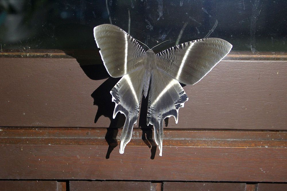 A gray moth with stripes of white down the middle of its wings, and long extensions at the tail end of the wings.