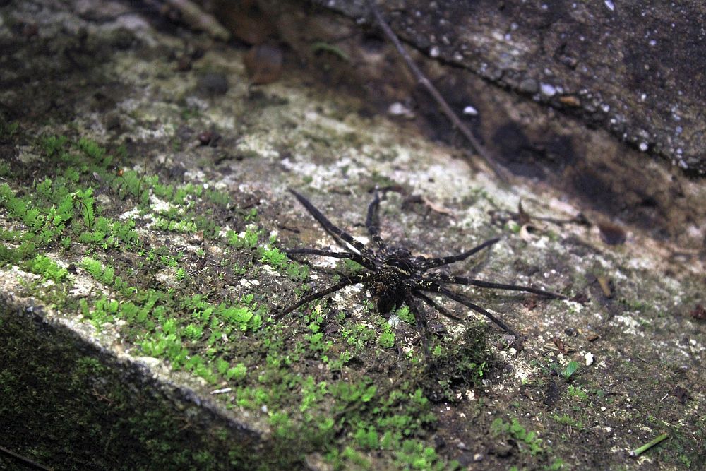 A very large black spider with withe speckles on its legs.