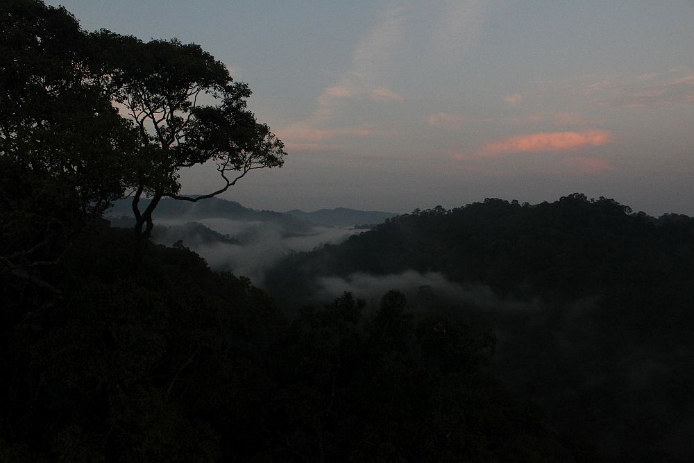 Looking over the top of the Brunei rainforest: in the pre-dawn light the trees are dark. Between the gentle hills a layer of cloud, and the sky shows pink light, the beginning of sunrise.