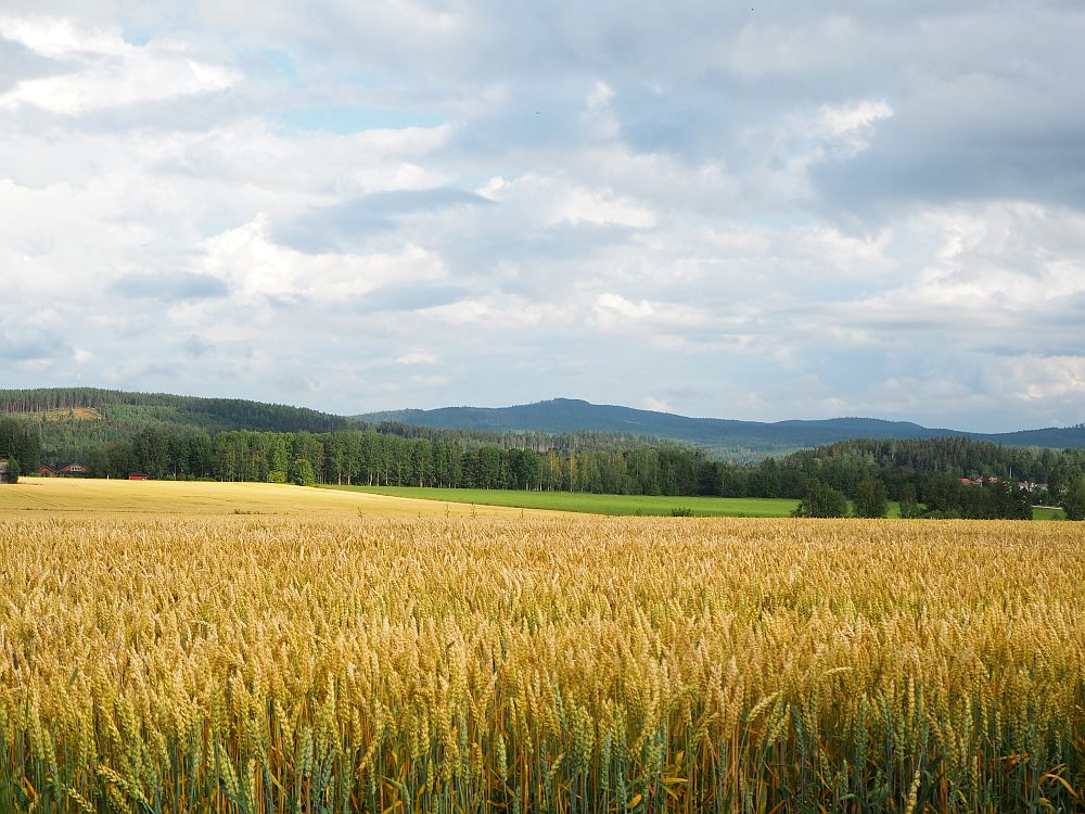 In the foreground is a field of half-grown wheat. Beyond that is a green field and beyond that a forest. On the horizon are some low mountains. 