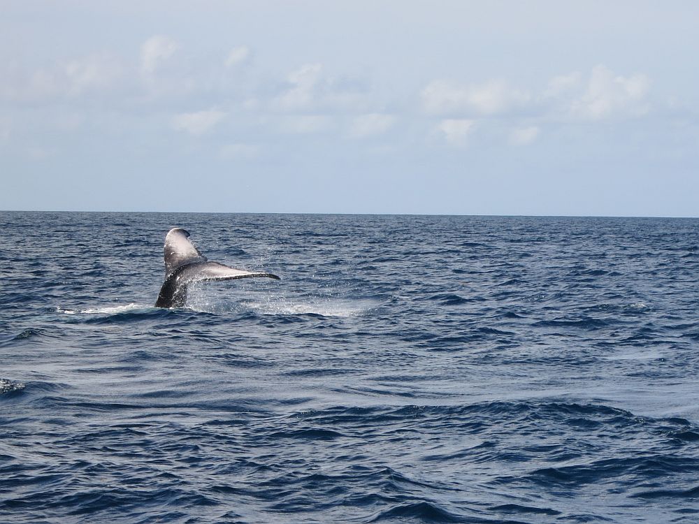 In a view of empty ocean, a whale's tail points upwards out of the water.