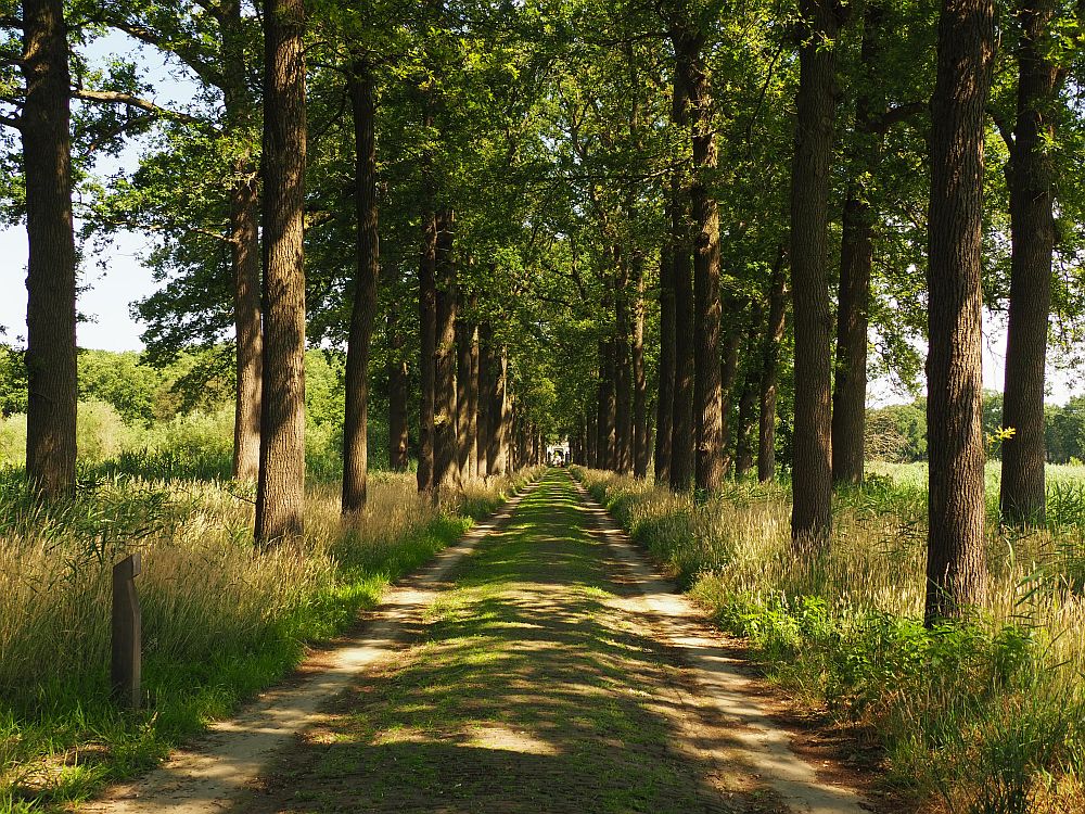 The dirt road is absolutely straight into the distance, too far to make out the castle at the end of it. Trees line the road, casting it in shade: two parallel rows on each side.