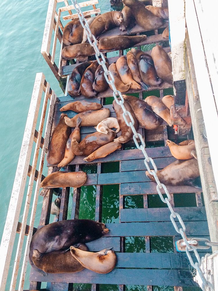 View looking down onto a wooden-floored platform above the sea's surface: lots of seals lie close together covering most of the available space. They lie mostly on their backs as if they're sunning.