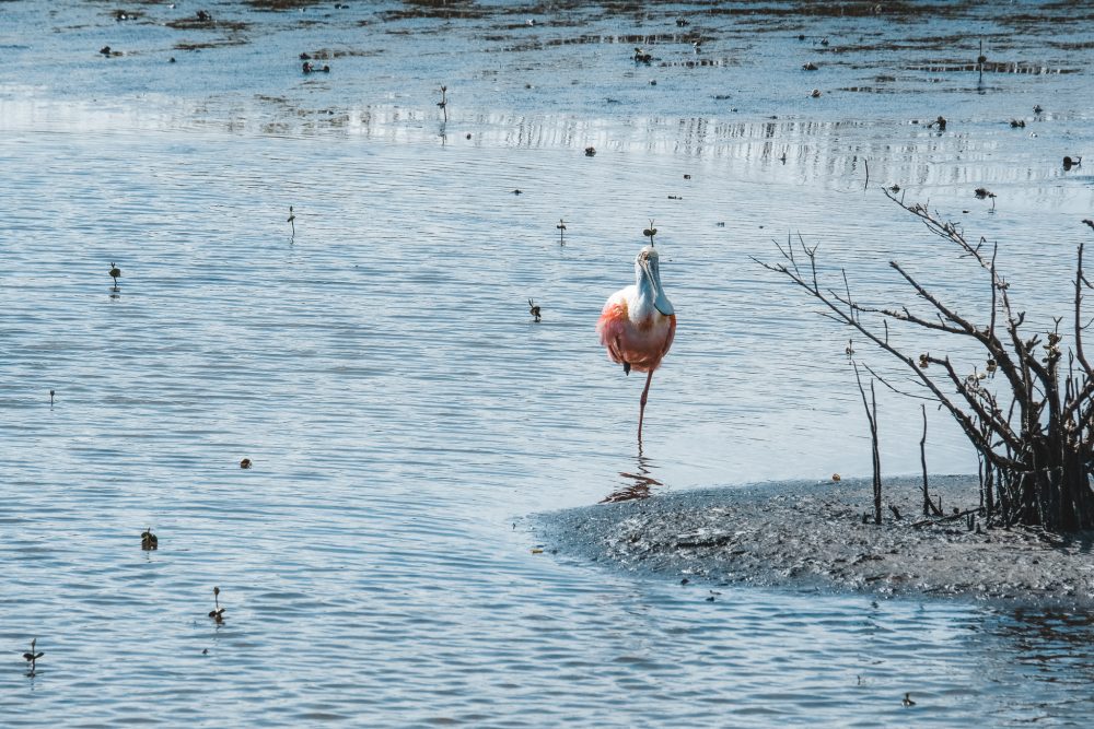 A spoonbill stands in the center of the photo, in shallow water, with a bit of gravelly shore showing on the right. The spoonbill has a pink body, white neck and a beak shaped like a long spoon. The shallow water around it is dotted with much smaller birds and some small plants sticking out of the water as well.