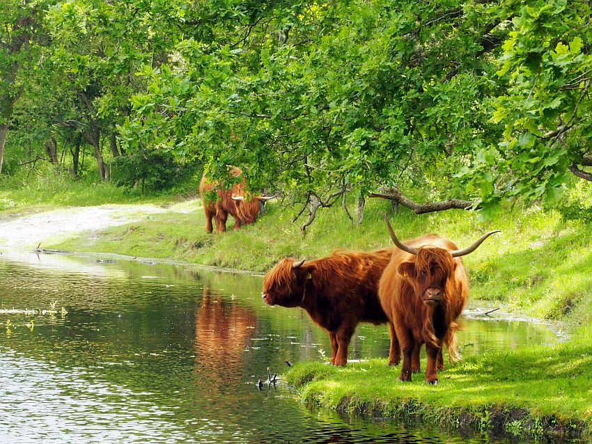 In the foreground, two highland cows with long brown hair and large horns. One faces the camera, while the other looks to the left over a pond. They stand on a green grassy bank under a leafy tree. Behind them is another one, grazing in the grass on the bank of the pond.