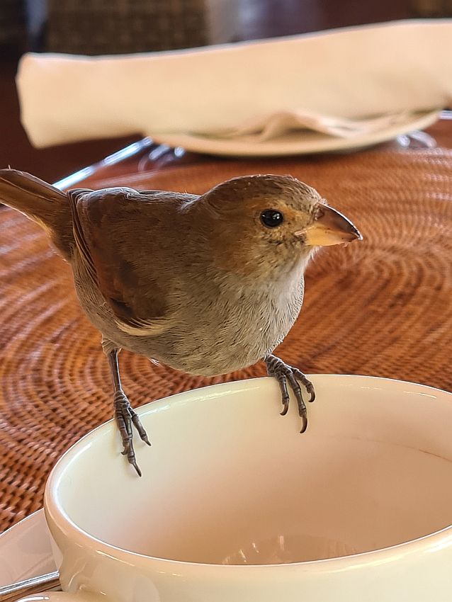 A small bird: brown with a bit of yellow on its beak, perches on the edge of my empty teacup.