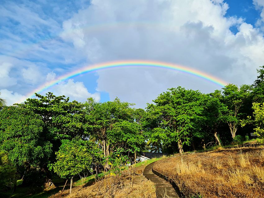 A dry grassy area with a path in the foreground, a lot of green trees straight ahead and, above them, a complete rainbow in bright colors against blue sky and fluffy clouds. 