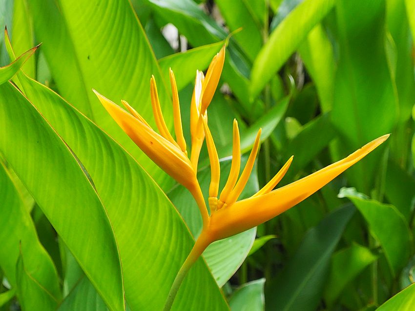 A bird of paradise flower in Diamond Botanical Gardens. It's a very delicate-looking flower with orange petals.