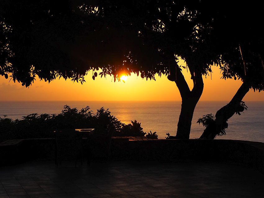 Sunrise over the ocean with a silhouetted mango tree in the foreground.