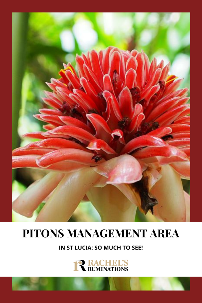 Pinnable image. Text: Pitons Management Area in St Lucia: so much to see! (and the Rachel's Ruminations logo). Image: a red flower, round, with long thick petals all around, sort of like a pompom. 