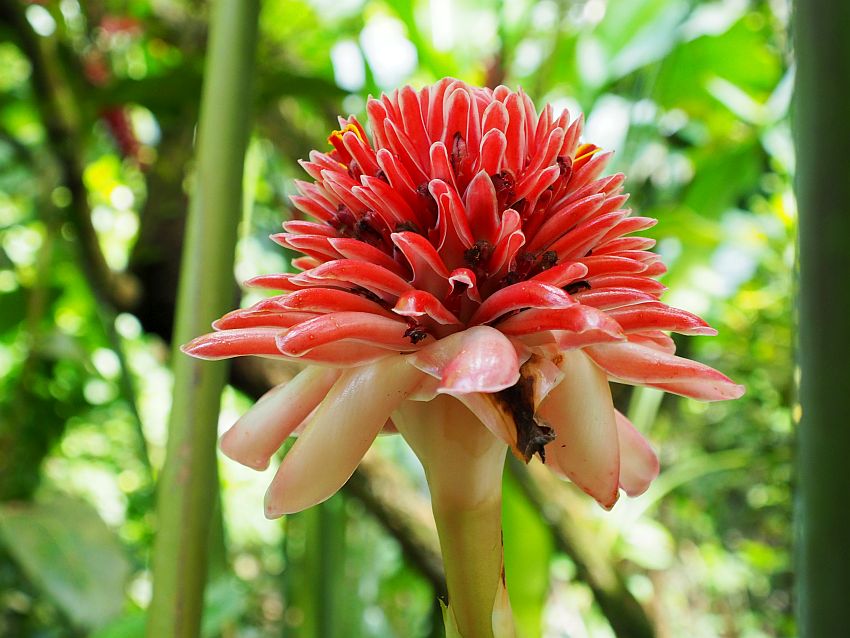 A red flower, round, with long thick petals all around, sort of like a pompom.