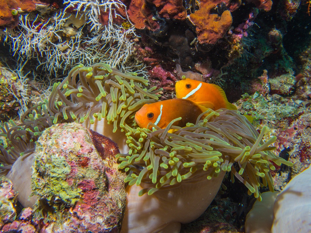 two orange fish with a white stripe behind the eyes nestle into a green anemone.