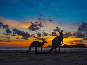 Two kangaroos silhouetted against a sunrise over the ocean.