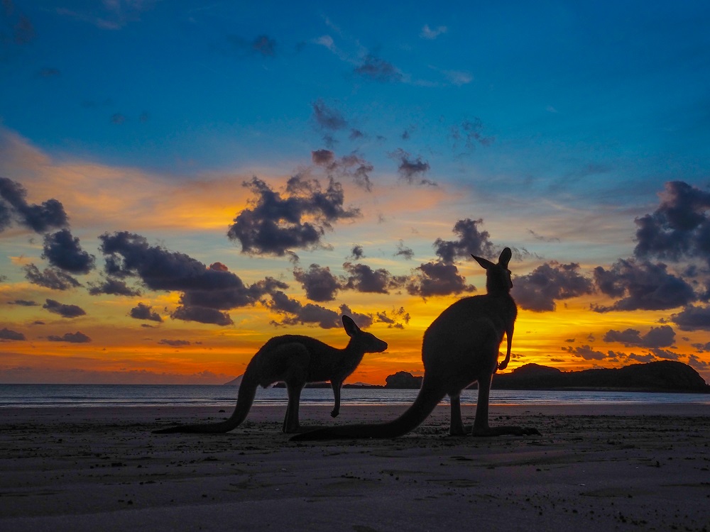 Two kangaroos silhouetted against an orange sunset with fluffy clouds also silhouetted on the sky.