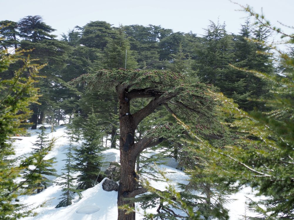 Pine trees in the snow. The center one has a flat top, with small pine cones visible on top.